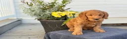Goldendoodle dogs for sale: Turner - Ad 14
