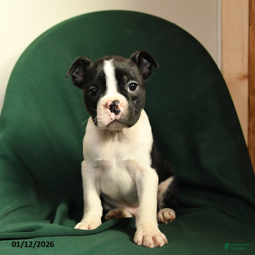 Boston Terrier dogs for sale: Floyd - Ad 4