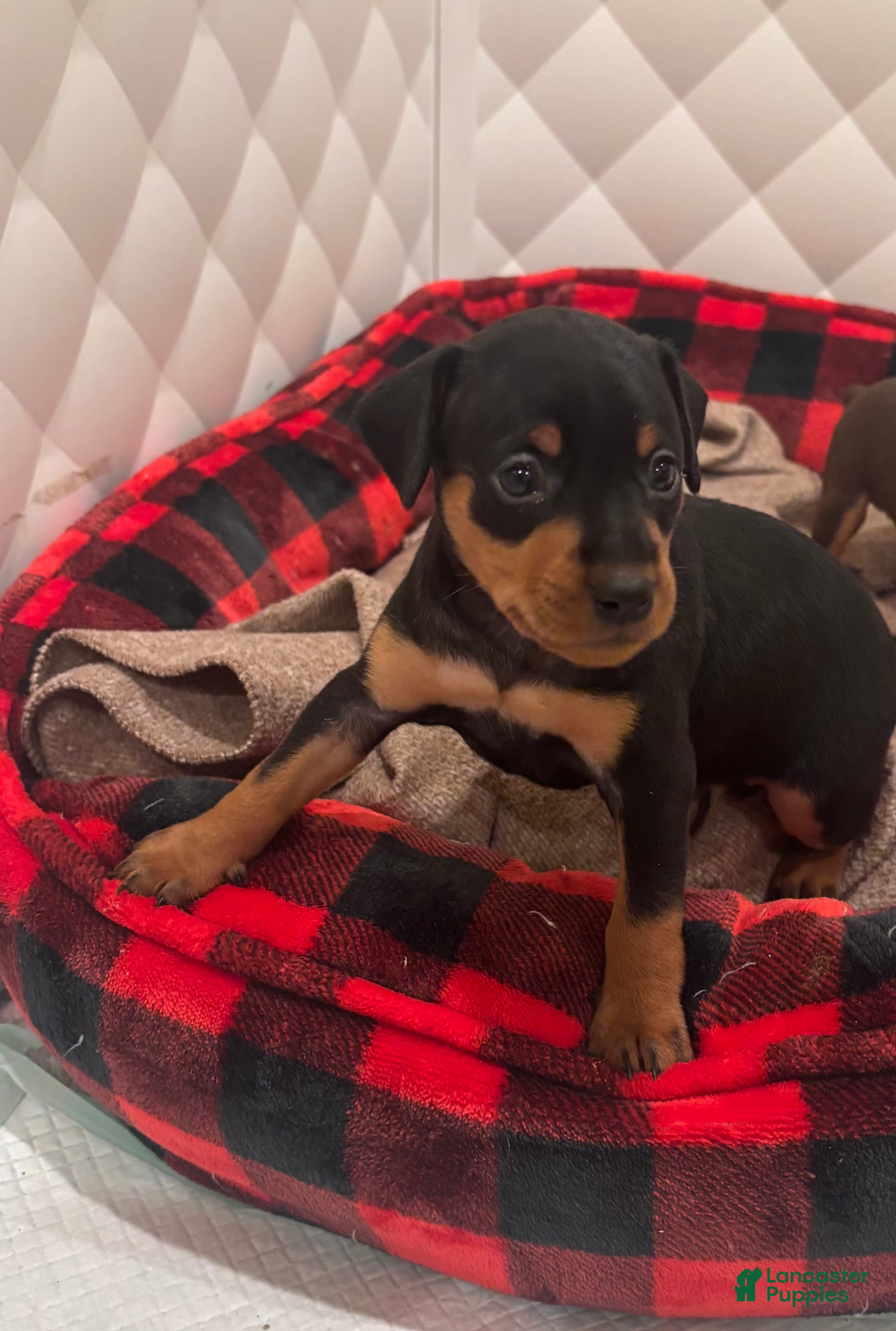 Miniature Pinscher dogs Skittles - Ad 26