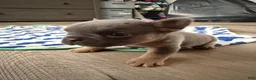 French Bulldog dogs for sale: French Bulldog 1 - Ad 5