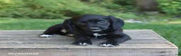 Mixed Breed dogs for sale: Wallace - Ad 5