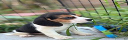 Beagle dogs for sale: Emily - Ad 12