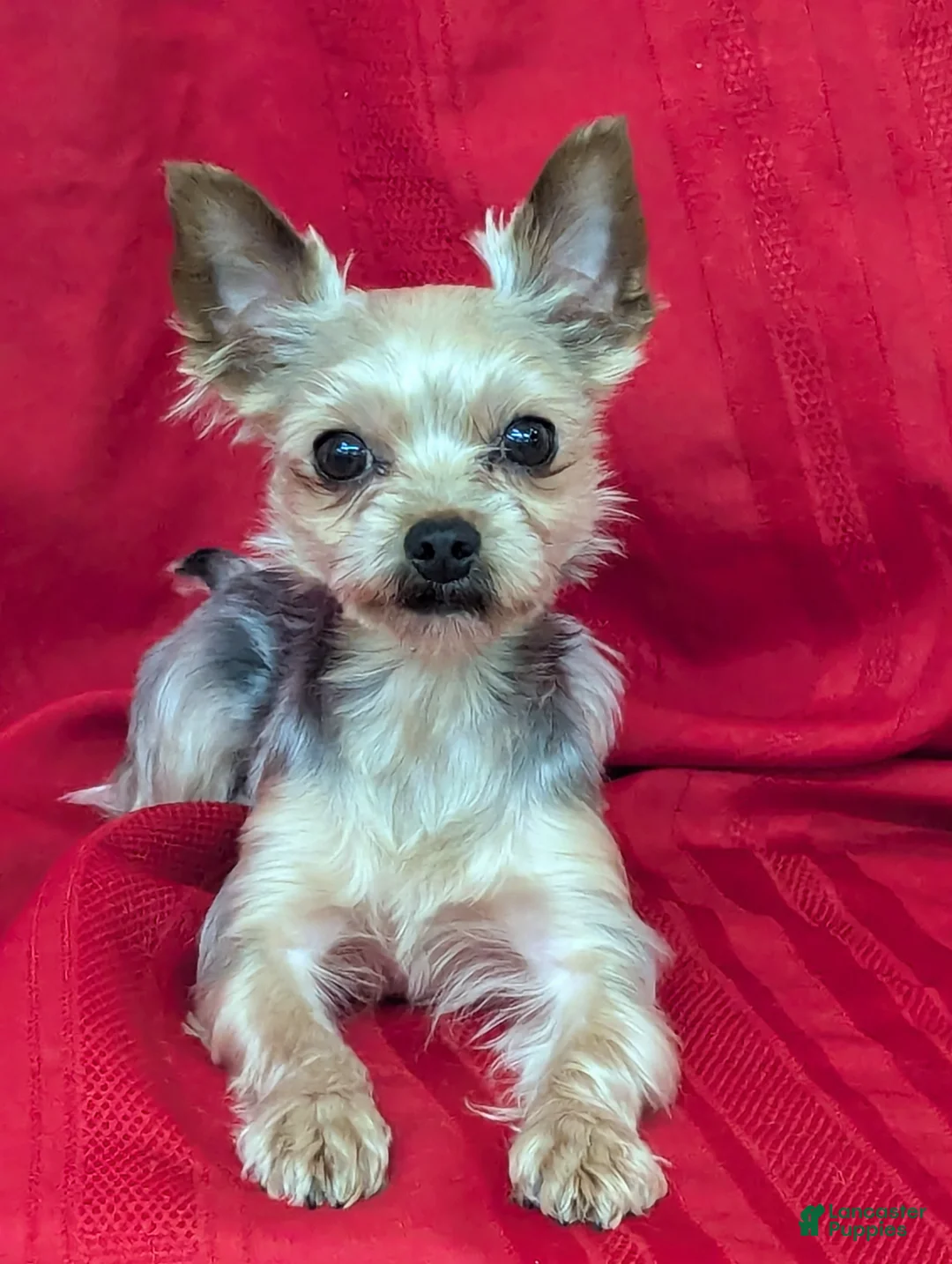 Yorkshire Terrier dogs for sale: Jojo - Ad 7