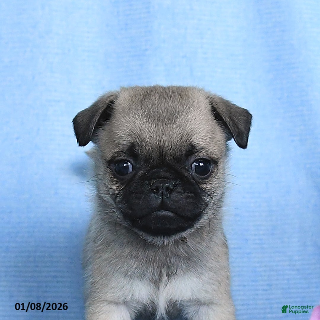 Pug dogs for sale: Toby - Ad 5