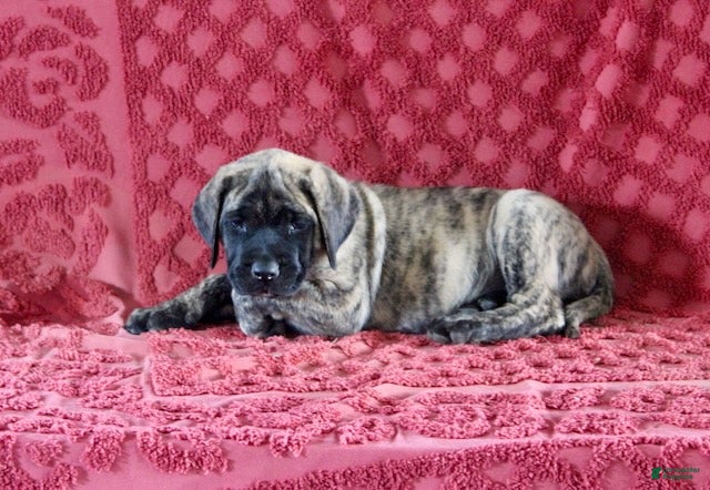 English Mastiff dogs for sale: Tammy - Ad 4