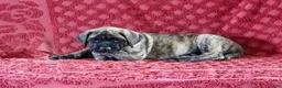English Mastiff dogs for sale: Tammy - Ad 1
