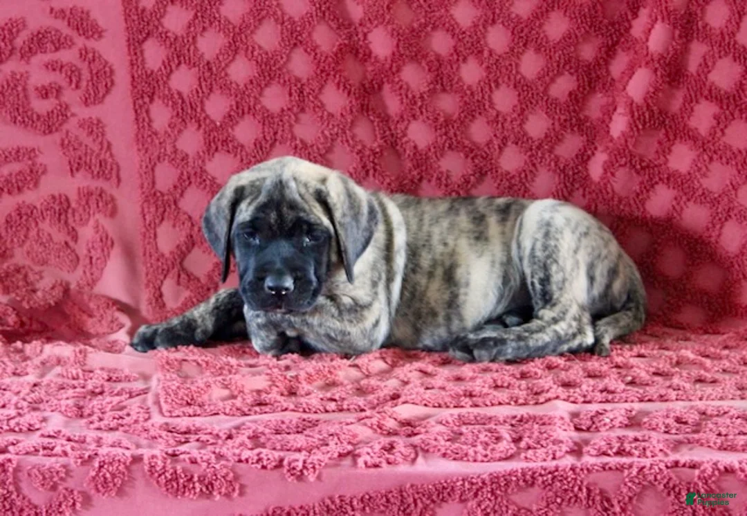 English Mastiff dogs for sale: Tammy - Ad 1