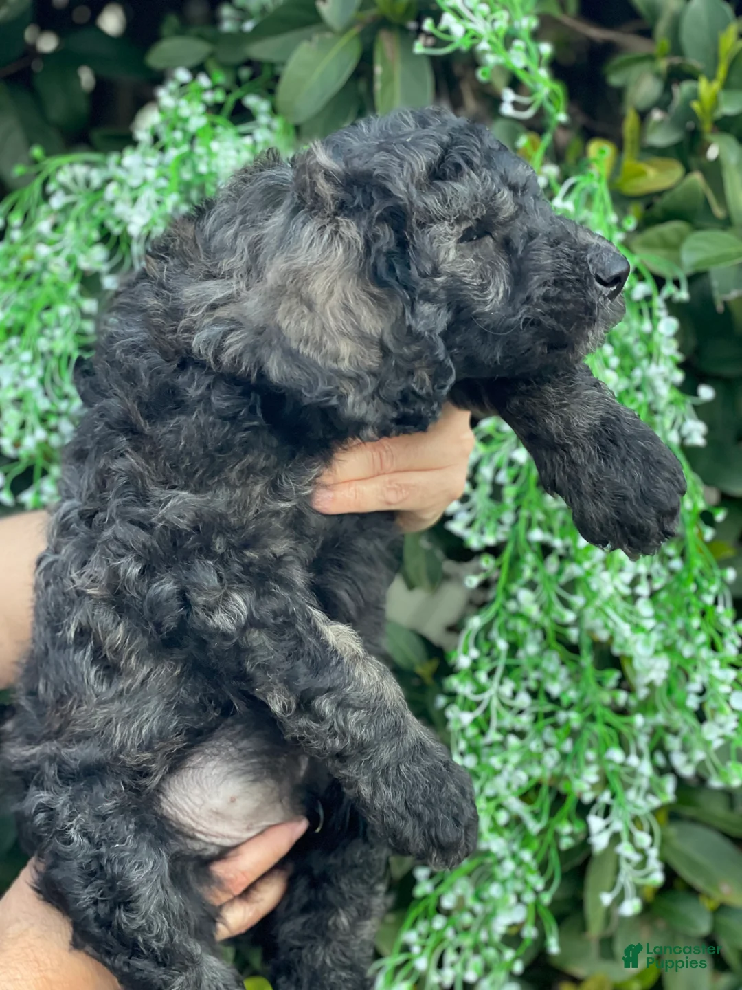 Goldendoodle dogs for sale: Max  - Ad 3