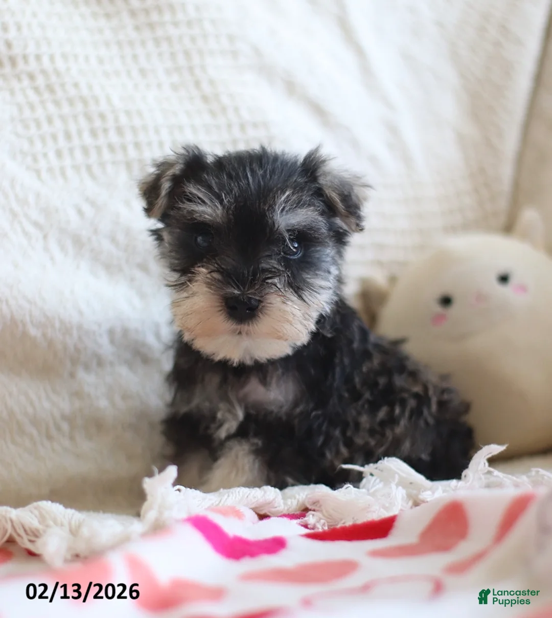 Miniature Schnauzer dogs for sale: Sheldon - Ad 2