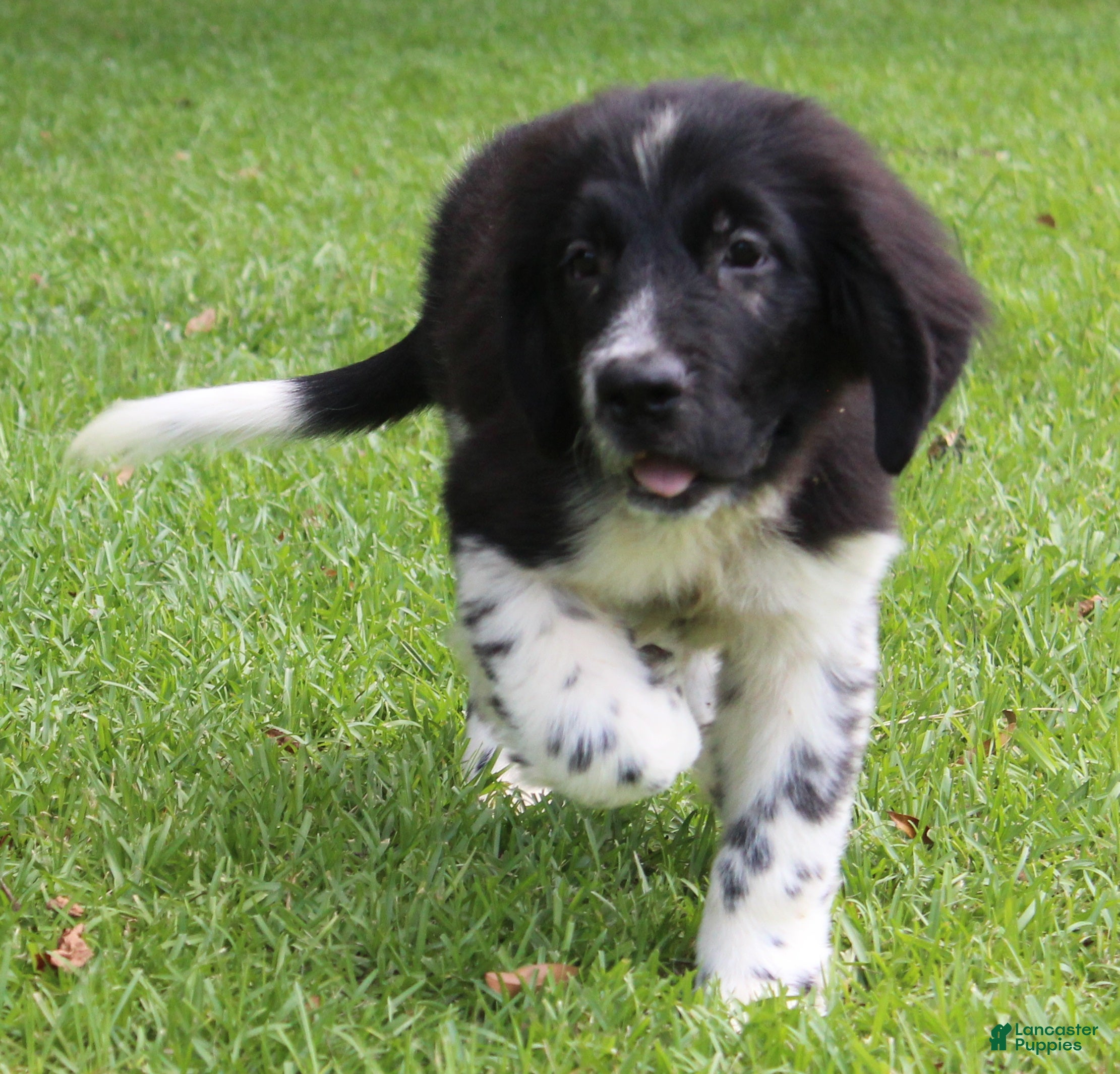 Newfoundland dogs Molly - Ad 1