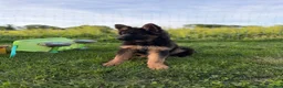 German Shepherd dogs for sale: Nova - Ad 3