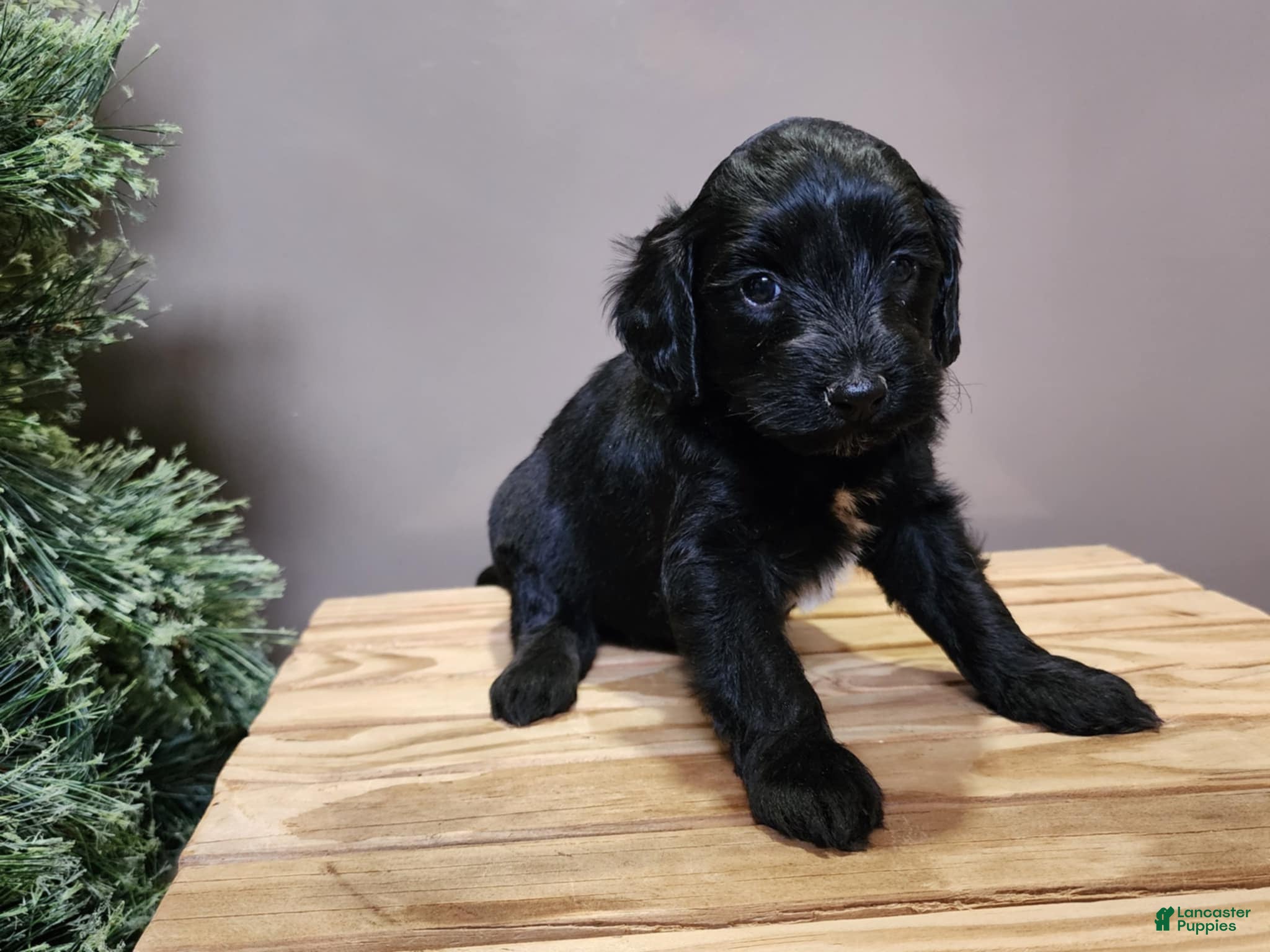 Mini Bernedoodle dogs Grace - Ad 31