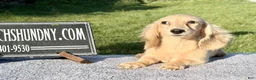 Miniature Dachshund dogs for sale: Cream - Ad 5