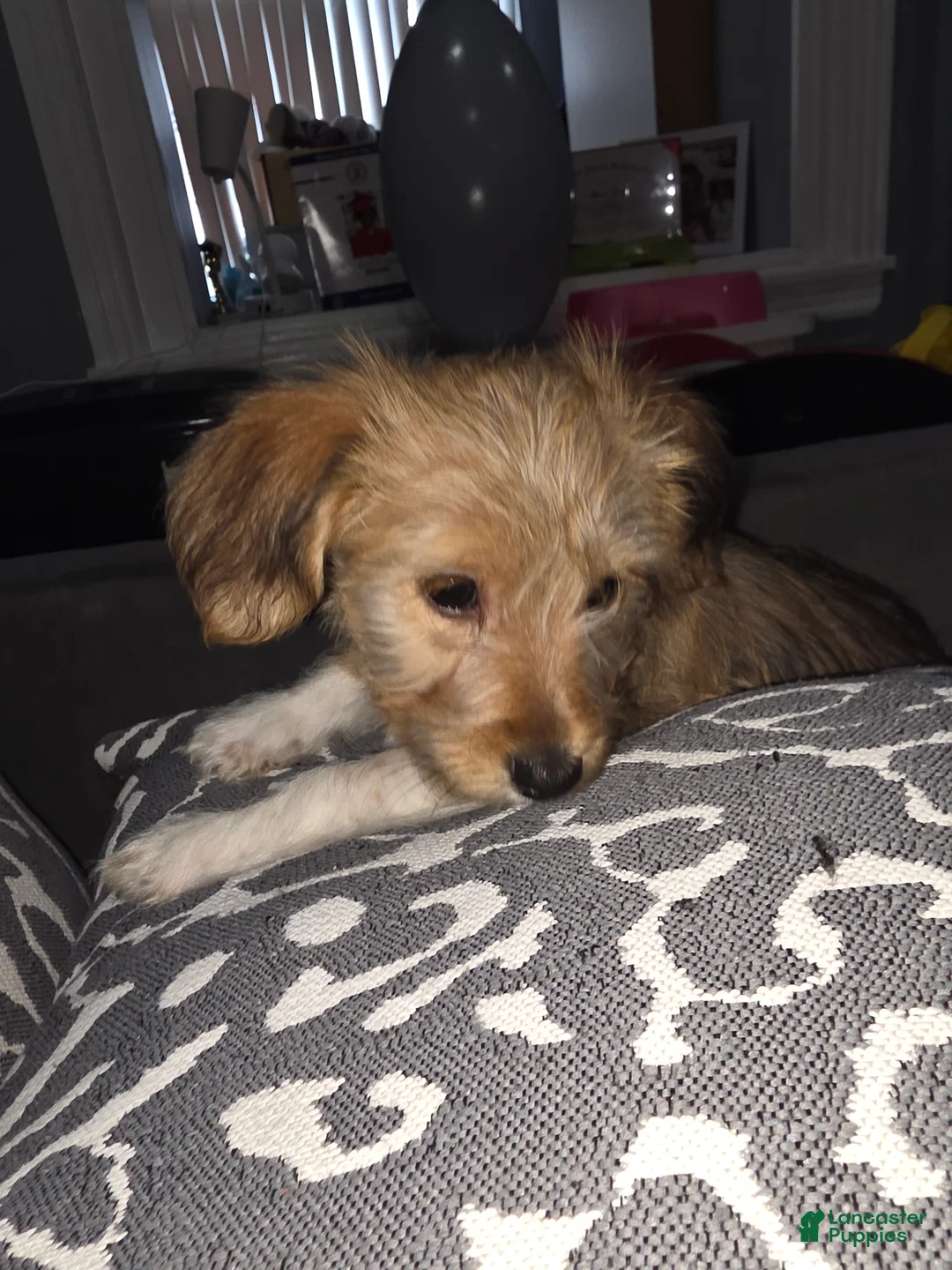 Shorkie dogs for sale: Shorkie Puppy 3 - Ad 3