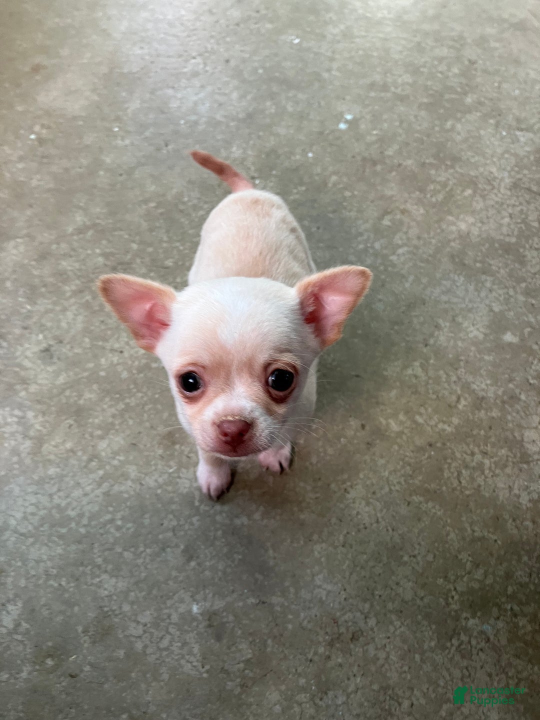 Chihuahua dogs for sale: Sneaky  - Ad 1