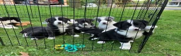 Mixed Breed dogs for sale: Buster Bear - Ad 12