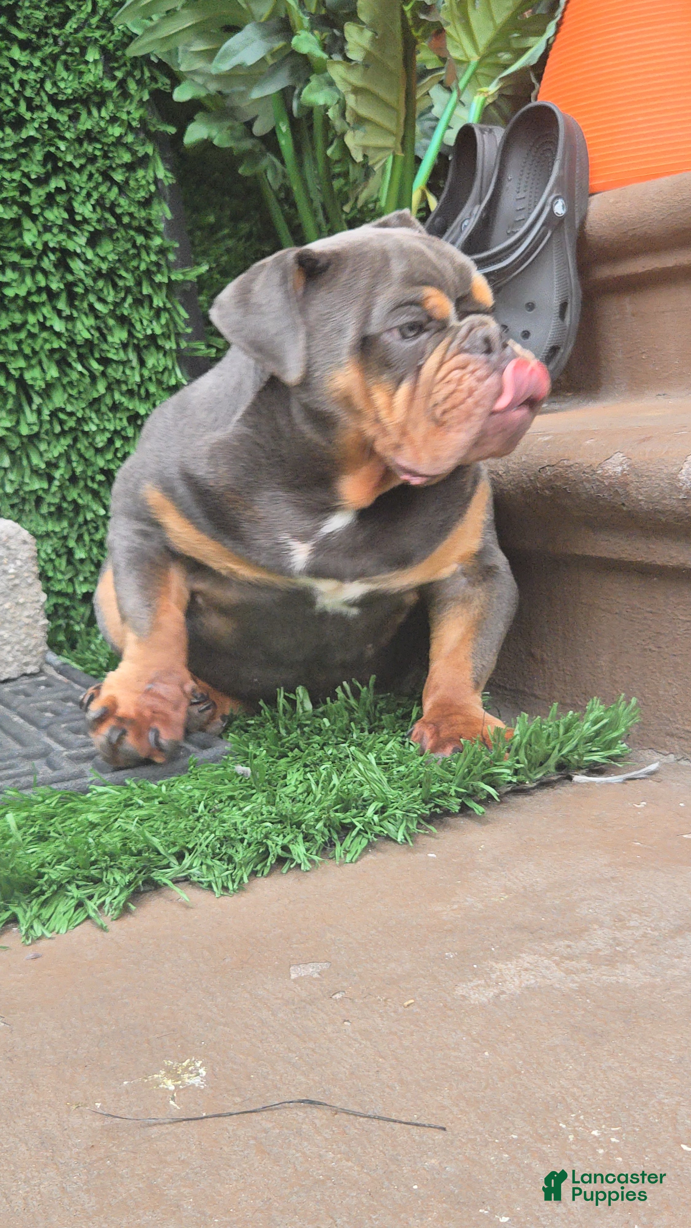 English Bulldog dogs BLUE - Ad 2