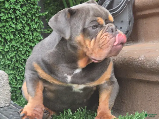 English Bulldog dogs for sale: BLUE - Ad 2