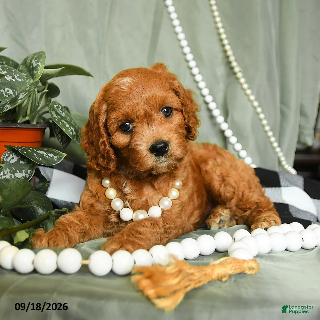 Cockapoo dogs for sale: Scarlett - Ad 2