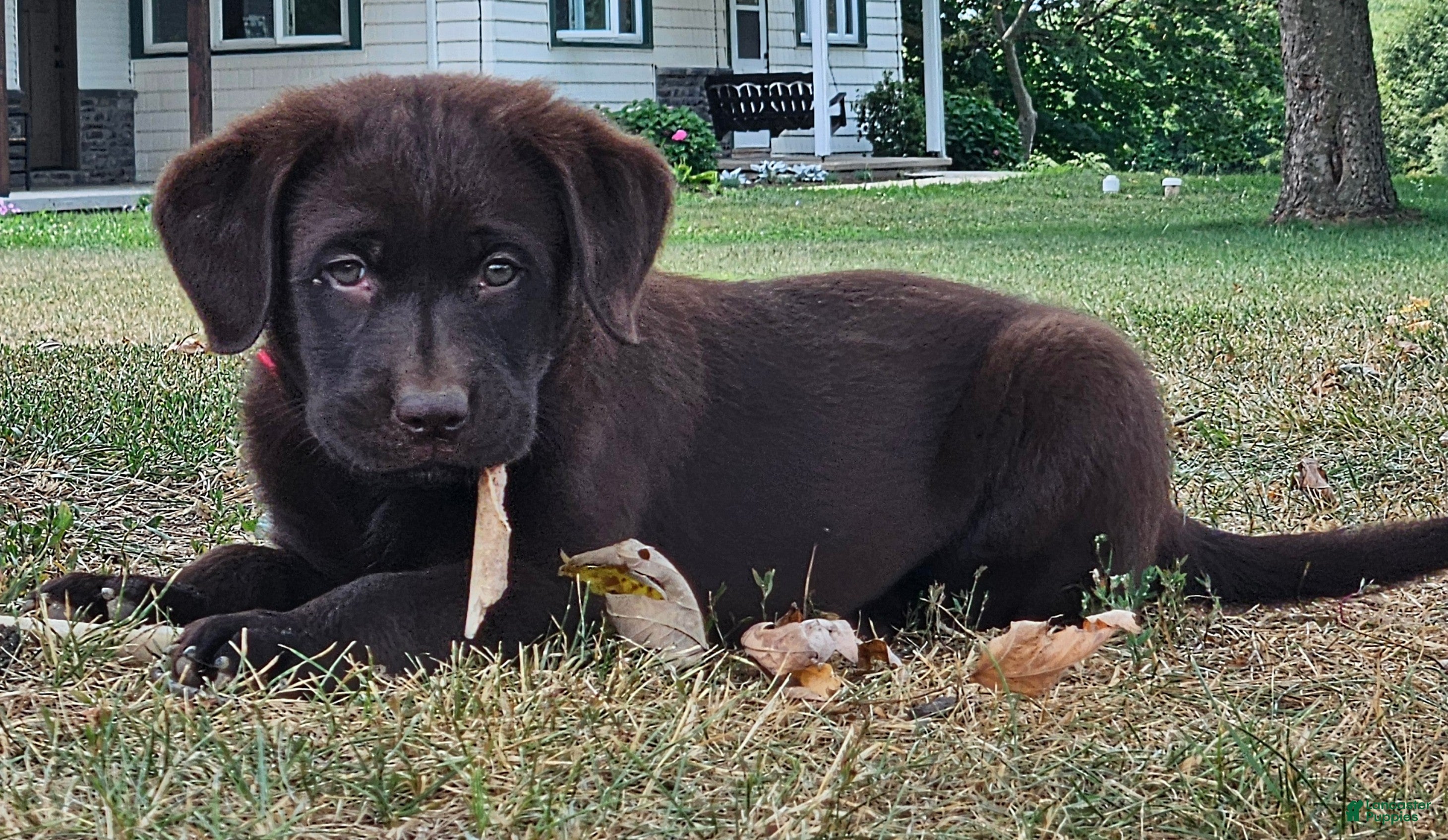Labrador Retriever dogs Pearl - Ad 1
