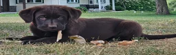 Labrador Retriever dogs for sale: Pearl - Ad 1