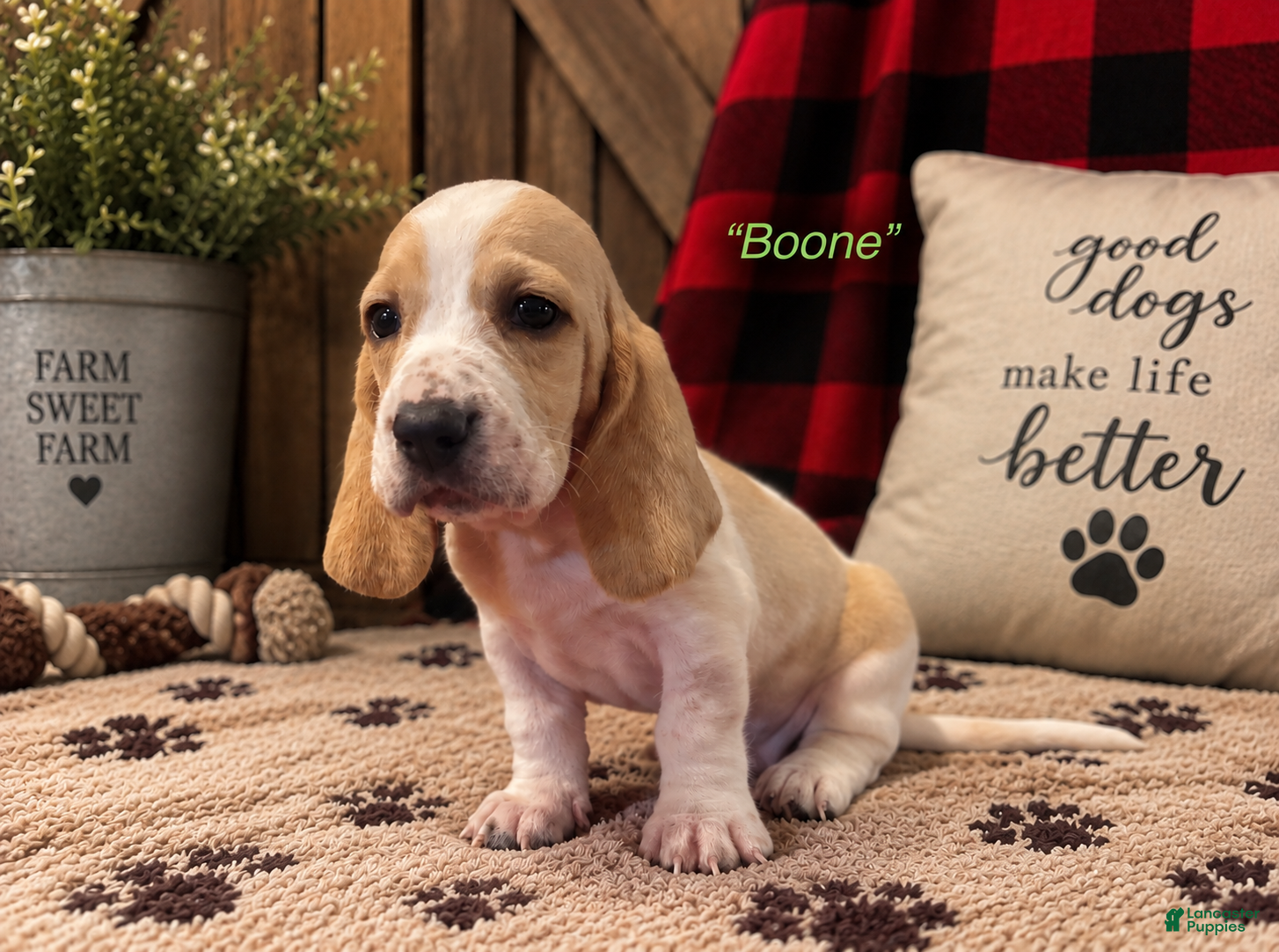 Boone