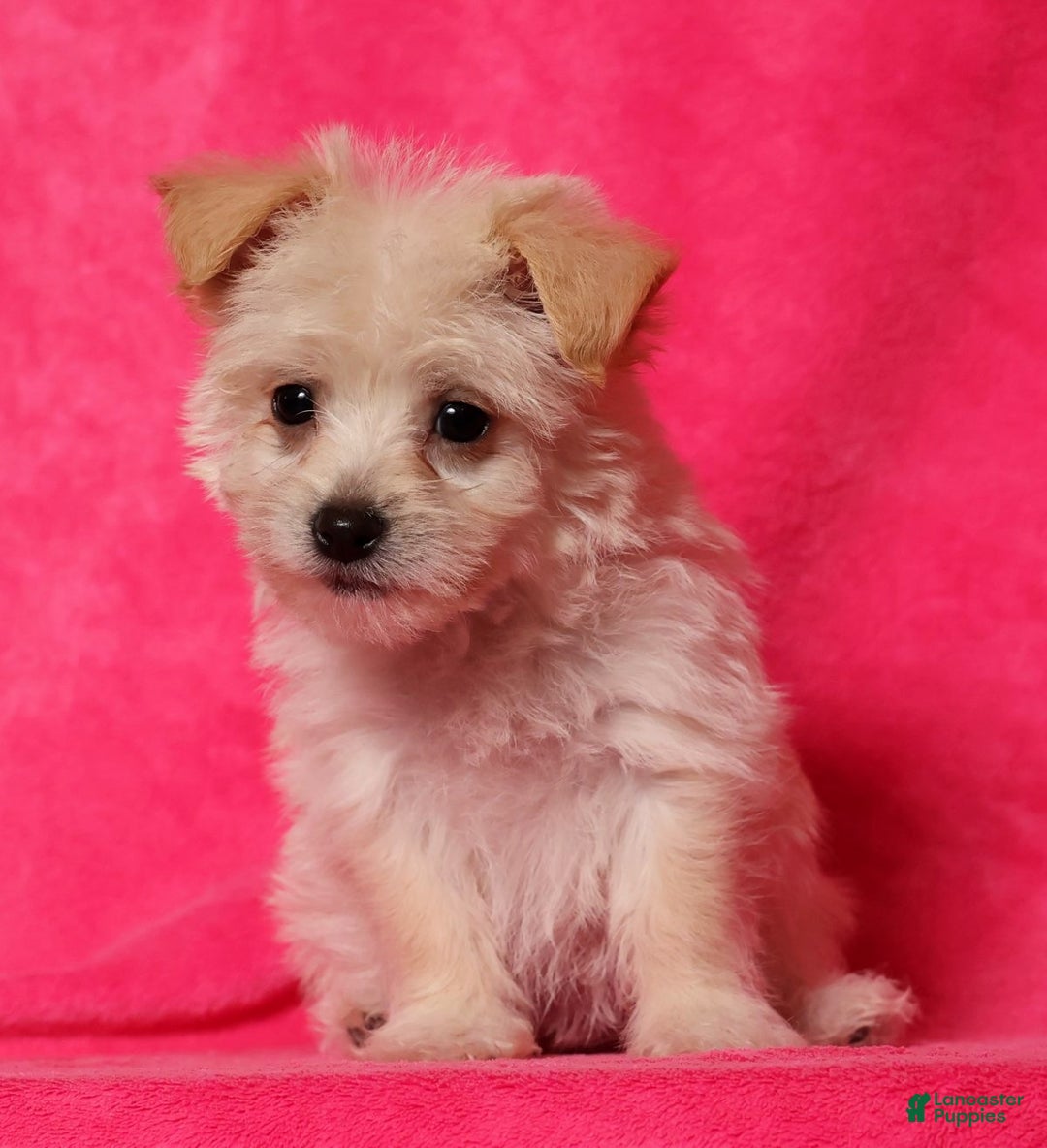 Yochon dogs for sale: Allie - Ad 3