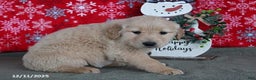 Golden Retriever dogs for sale: Clara - Ad 4