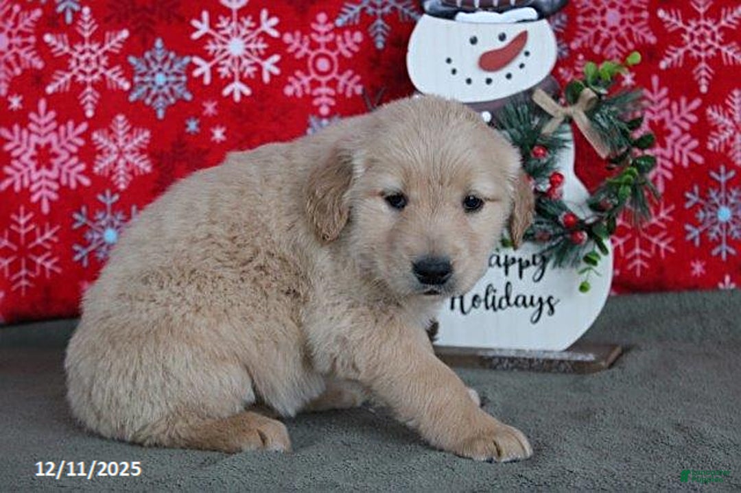 Golden Retriever dogs for sale: Clara - Ad 4
