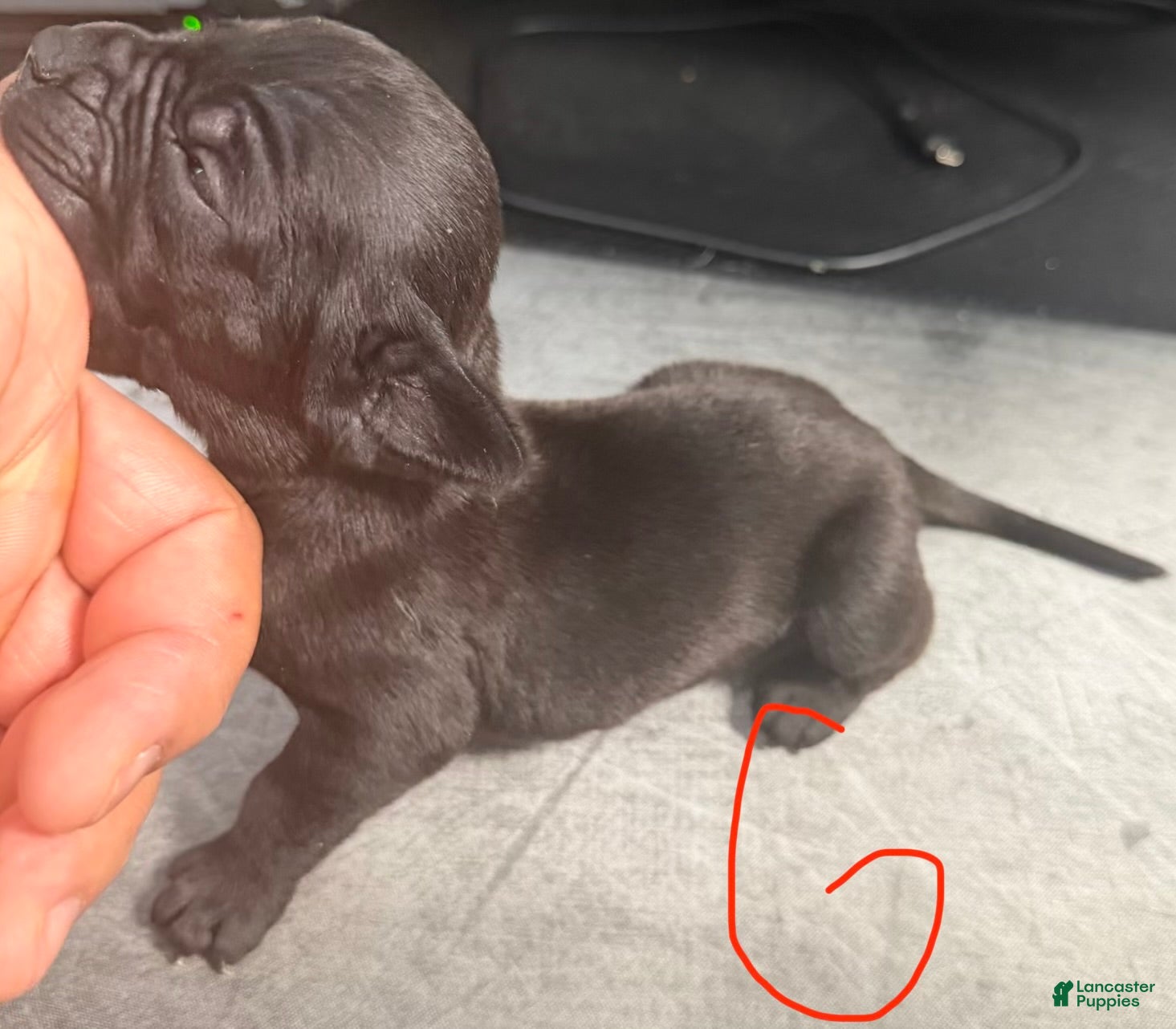 Cane Corso dogs bella - Ad 2