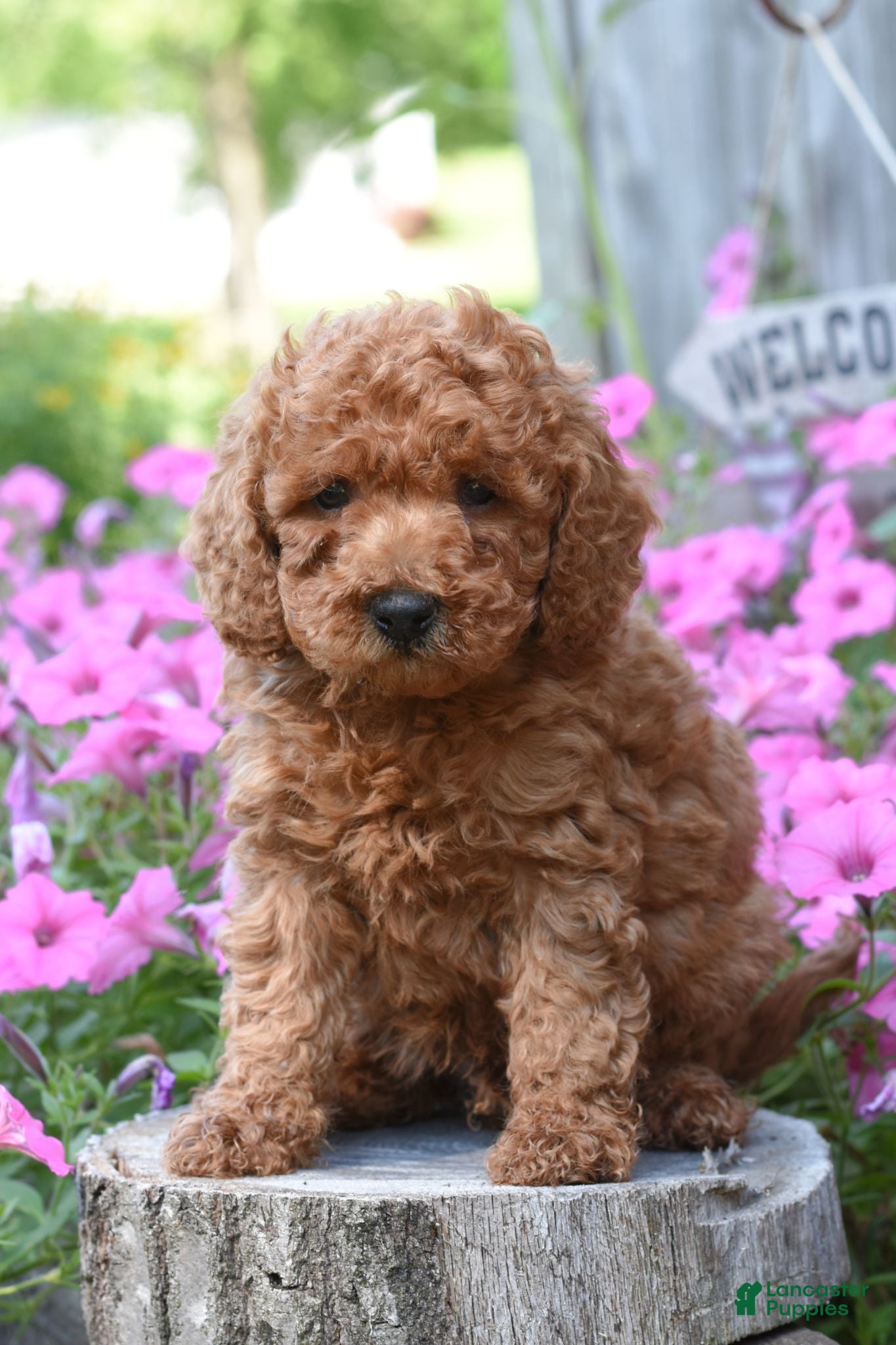 Cockapoo dogs Rocky - Ad 1
