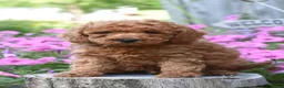 Cockapoo dogs for sale: Rocky - Ad 1