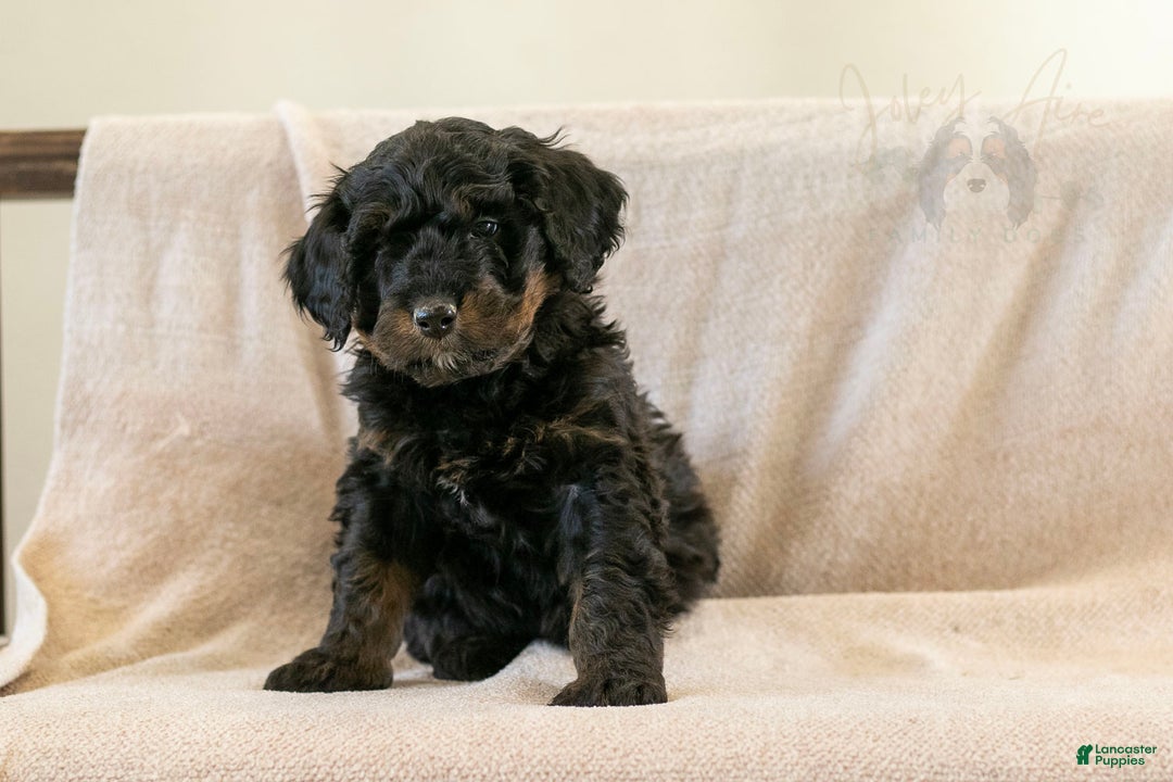 Bernedoodle dogs for sale: Aurora - Ad 1
