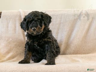 Bernedoodle dogs Aurora - Ad 7