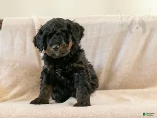 Bernedoodle dogs Aurora - Ad 10