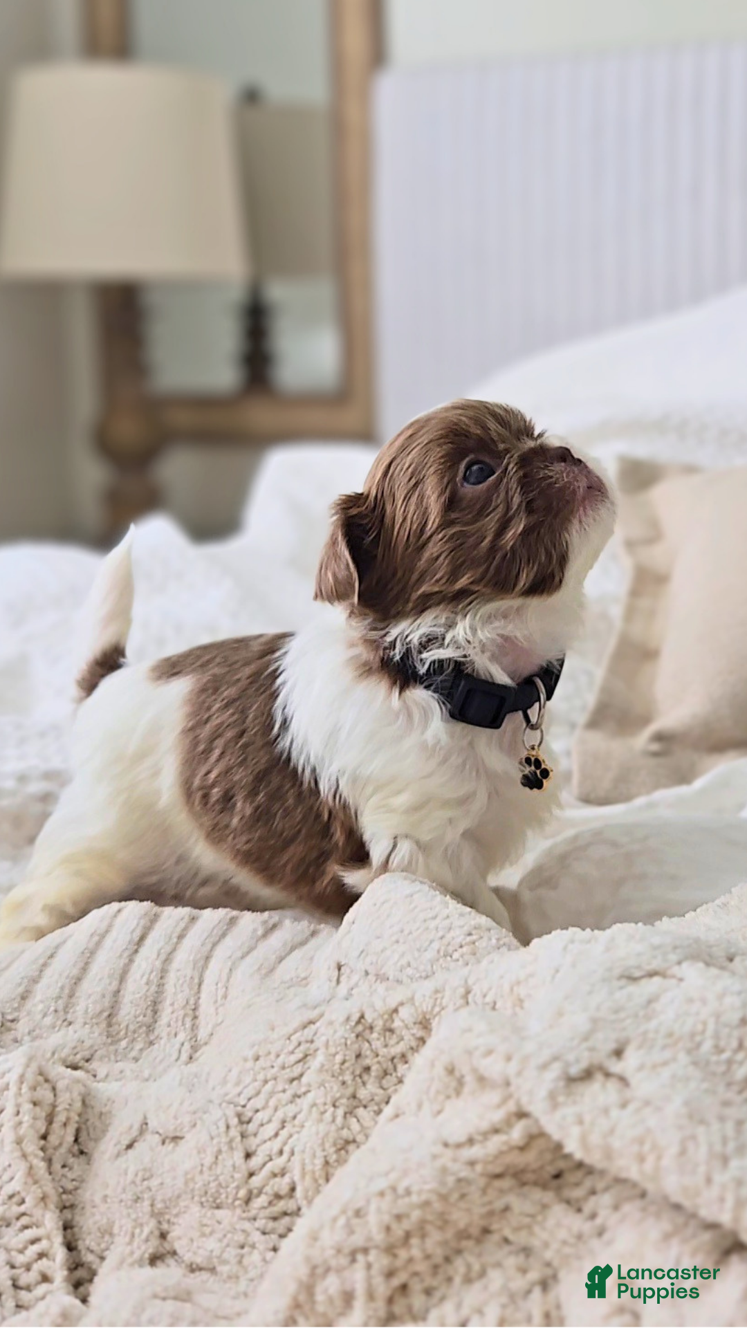 Shih Tzu dogs Pepper - Ad 11