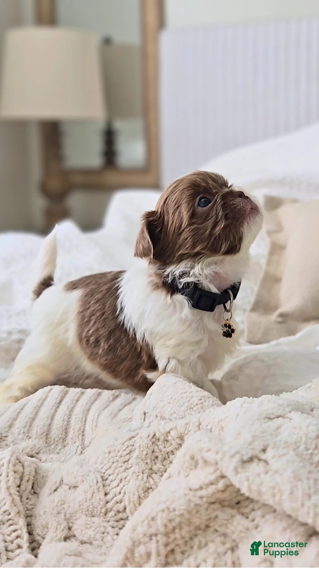 Shih Tzu dogs for sale: Pepper - Ad 1