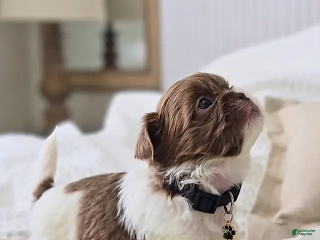 Shih Tzu dogs for sale: Pepper - Ad 2