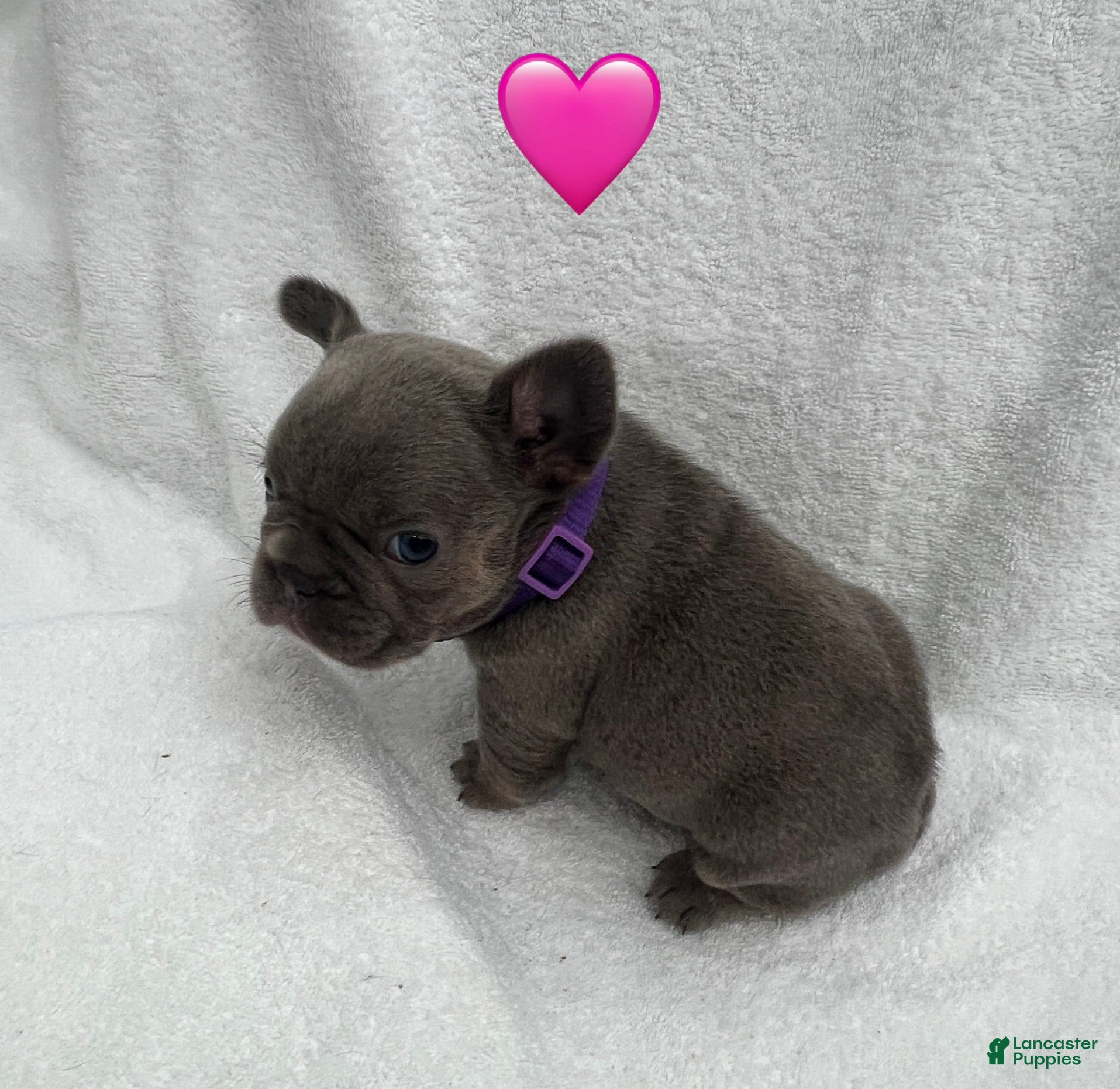 French Bulldog dogs for sale: French Bulldog - Fawn/Blue - Ad 14