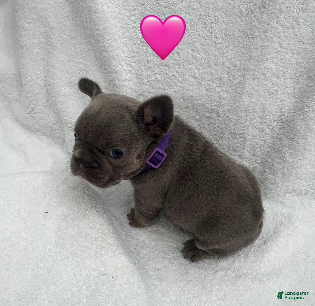 French Bulldog dogs for sale: French Bulldog - Fawn/Blue - Ad 1