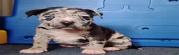 American Bully dogs for sale: American Bully Puppy 1 - Ad 1