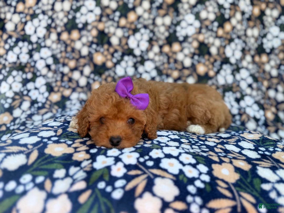 Cavapoo dogs for sale: Sienna - Ad 2