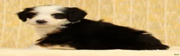 Mini Bernedoodle dogs for sale: Bella - Ad 5