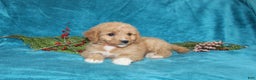 Mini Goldendoodle dogs for sale: Bella - Ad 4