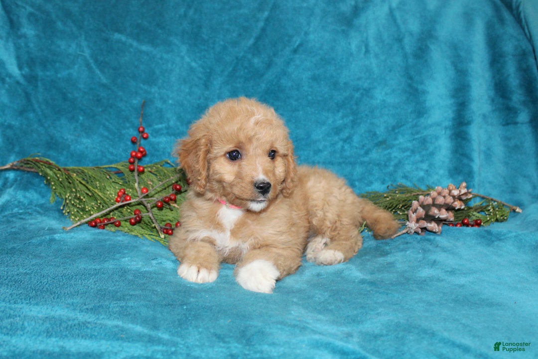Mini Goldendoodle dogs for sale: Bella - Ad 4