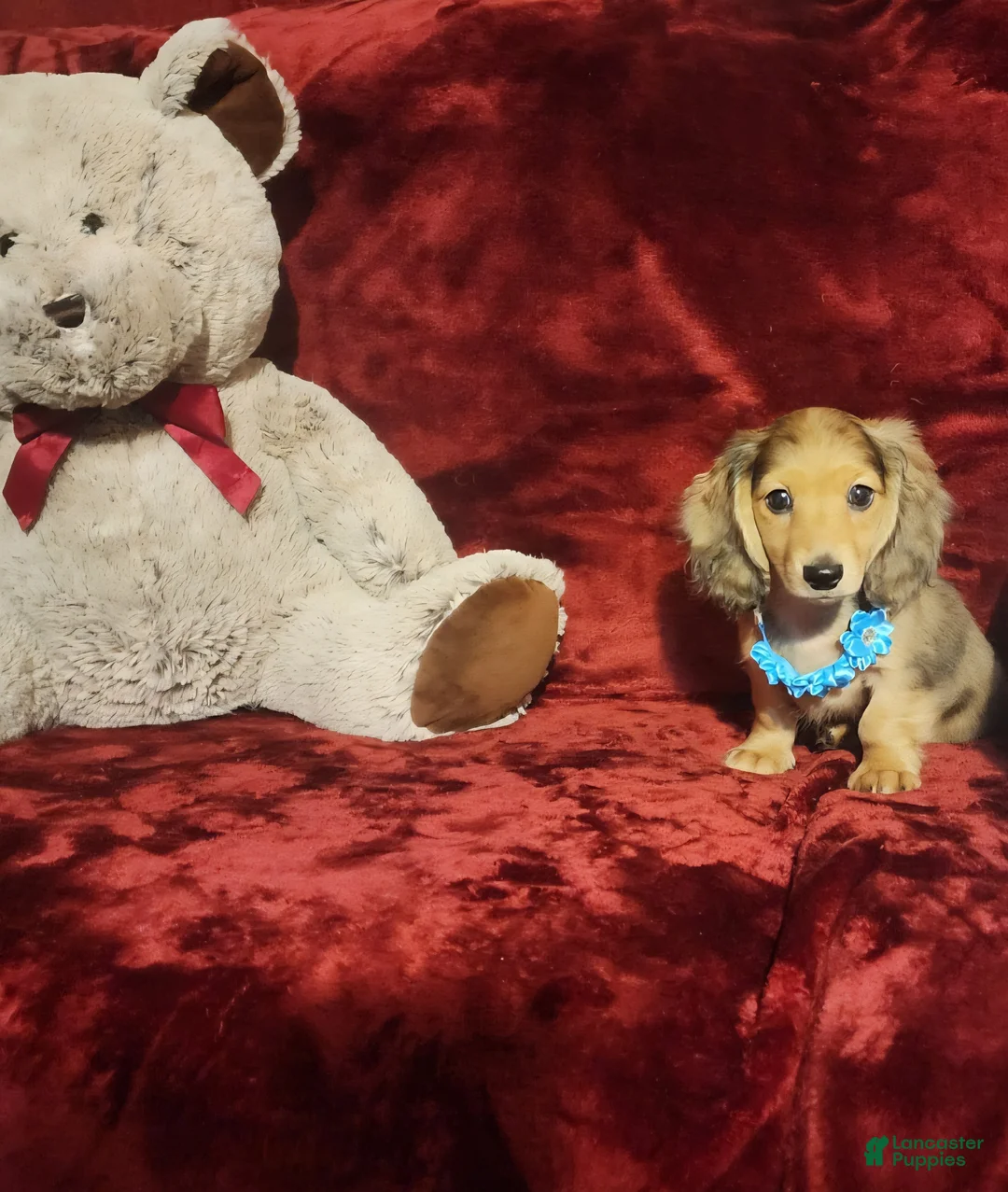 Miniature Dachshund dogs for sale: MARIGOLD - Ad 1