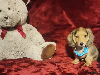 Miniature Dachshund dogs MARIGOLD - Ad 14