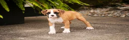Boxer dogs for sale: Rex - Ad 3