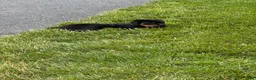 Rottweiler dogs for sale: Rottweiler 1 - Ad 5