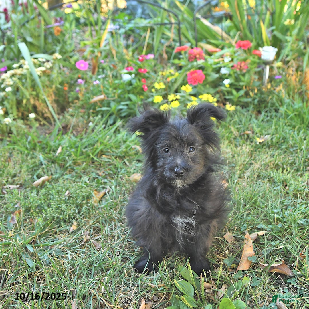 Pomapoo dogs for sale: Banjo - Ad 5